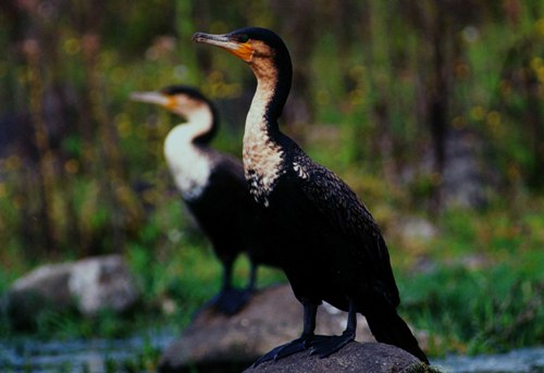 琵琶湖の鳥 1 マツシマススム